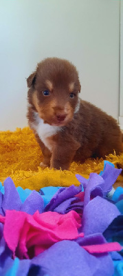 CHIOT 2